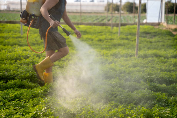Best Ant Control Services  in Pendergrass, GA