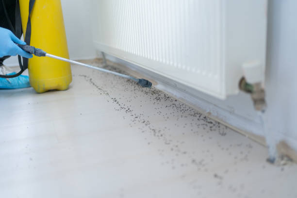 Best Flea Control Services  in Pendergrass, GA